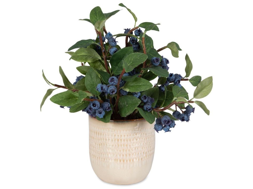 Blueberry Fields Accent