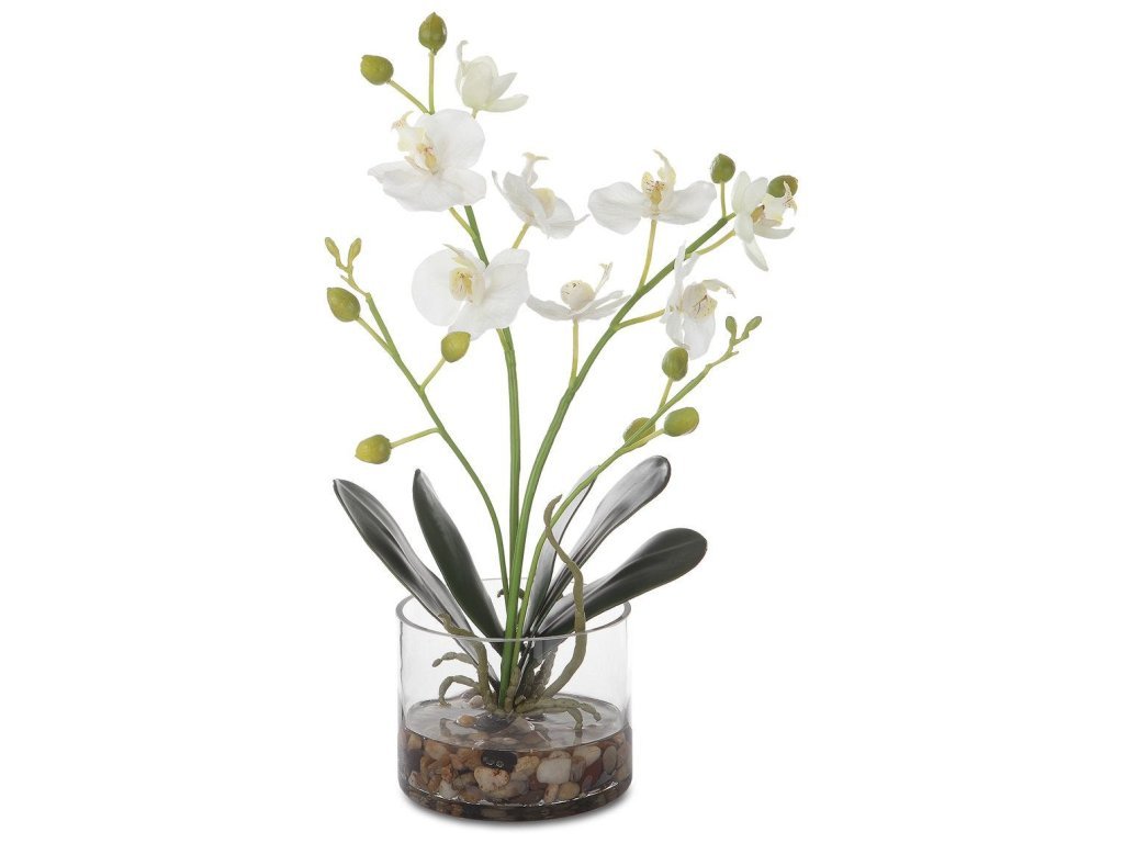 Glory Orchid, White