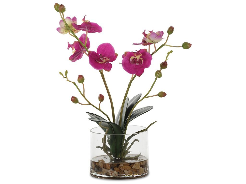 Glory Orchid, Fuschia