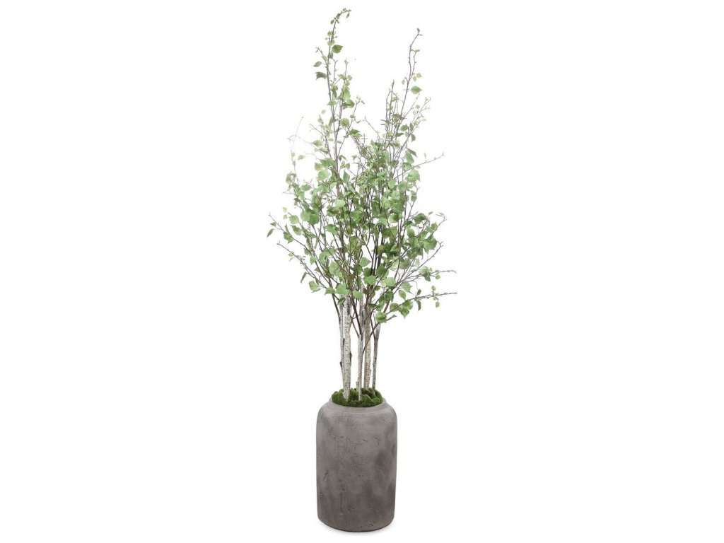 Aldis Potted River Birch