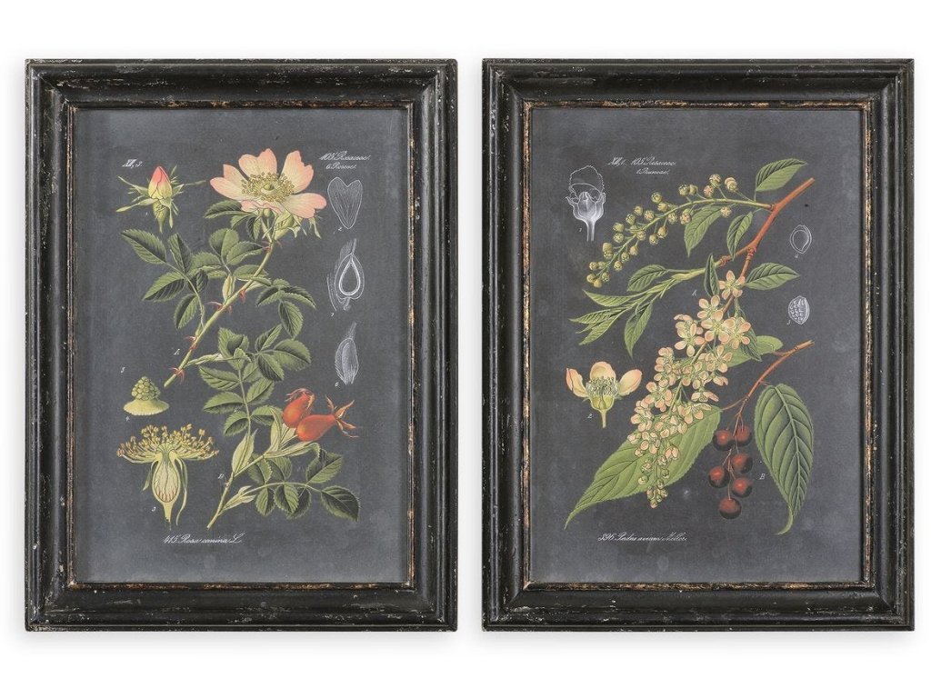Midnight Botanicals Framed Prints, S/2